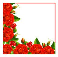 Background with roses N17