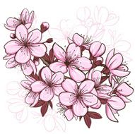 cherry blossom N25