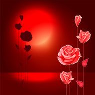 Roses N58
