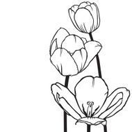 Flowers tulips