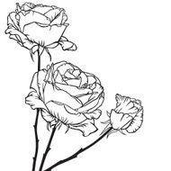 bouquet of roses N7