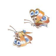 Saturniidae