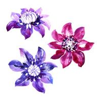 Set with vector watercolor clematis N2