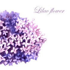 Lilac 4