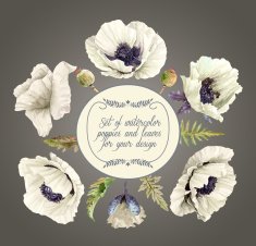 Vector set of white poppies buds leaves for design