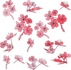 set of cherry blossoms painted by watercolor