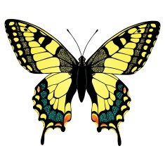 Colorful machaon swallowtail butterfly illustration isolated on
