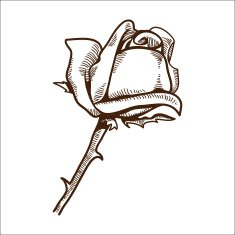 Rose flower isolated on white N3