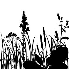 Silhouettes of flowers and grass N17