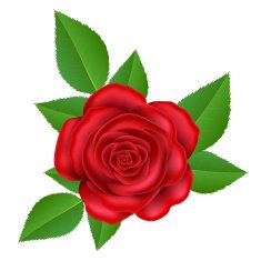 Red rose N26