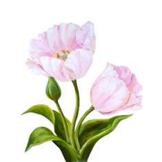 Tulips oil painting on canvas N5