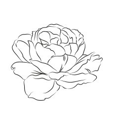 Contour of rose N2