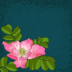 wildrose