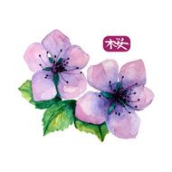 Watercolor elegant flower of japanese sakura Hierogliph sakura