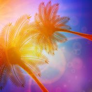 Palm trees with beautiful sunset N20