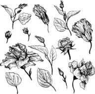 vintage vector floral set N10