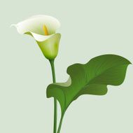 calla N3