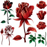 Roses N60