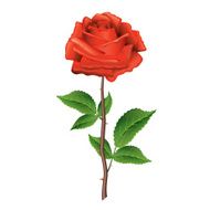 Red rose vector illustration N2