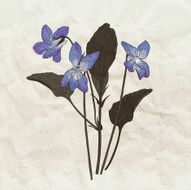 dark violet