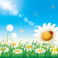 Summer meadow with daisies