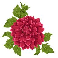 Dahlia flower isolated N3