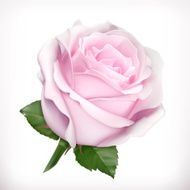 Light pink rose vector illustration