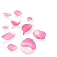 Falling rose peta N7