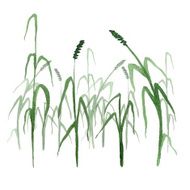 Set watercolor green grass isolated on white background