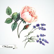 Watercolor rose and lavander vector