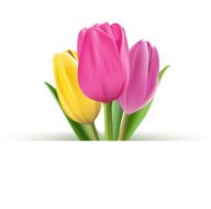 Realistic Colorful Tulips in Isolated Background N15