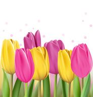 Realistic Colorful Tulips in Isolated Background N16