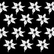 black and white flower on background N2