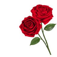 Valentines Day Sweet Red Roses N10