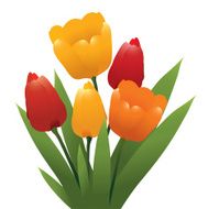 vector bunch of tulips