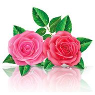 Beautiful Pink Roses N2