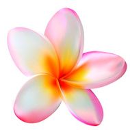 Pink plumeria flower Vector illustration