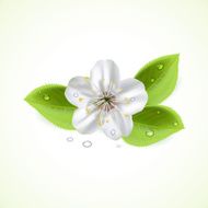 Flower N77