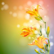 Yellow lilies flowers background N3