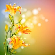 Yellow lilies flowers background N5