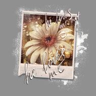 Old photo of daisies and dew on a camera N2