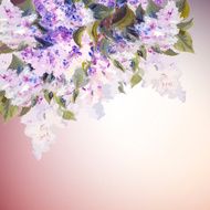 Lilac flowers background N4