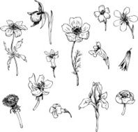 Set of line drawing flowers N4