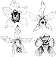 Set of line drawing orchids N2