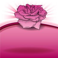 Rose N57
