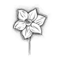daffodil