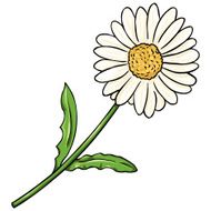 Vector Cartoon Isolated Illustration - Camomile