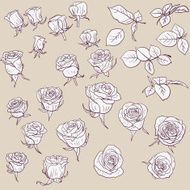 set of linear drawing roses N3