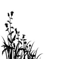 Silhouettes of flowers and grass N24