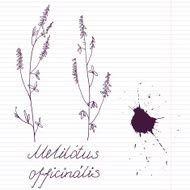 ink drawing herbs with Latin names N6
